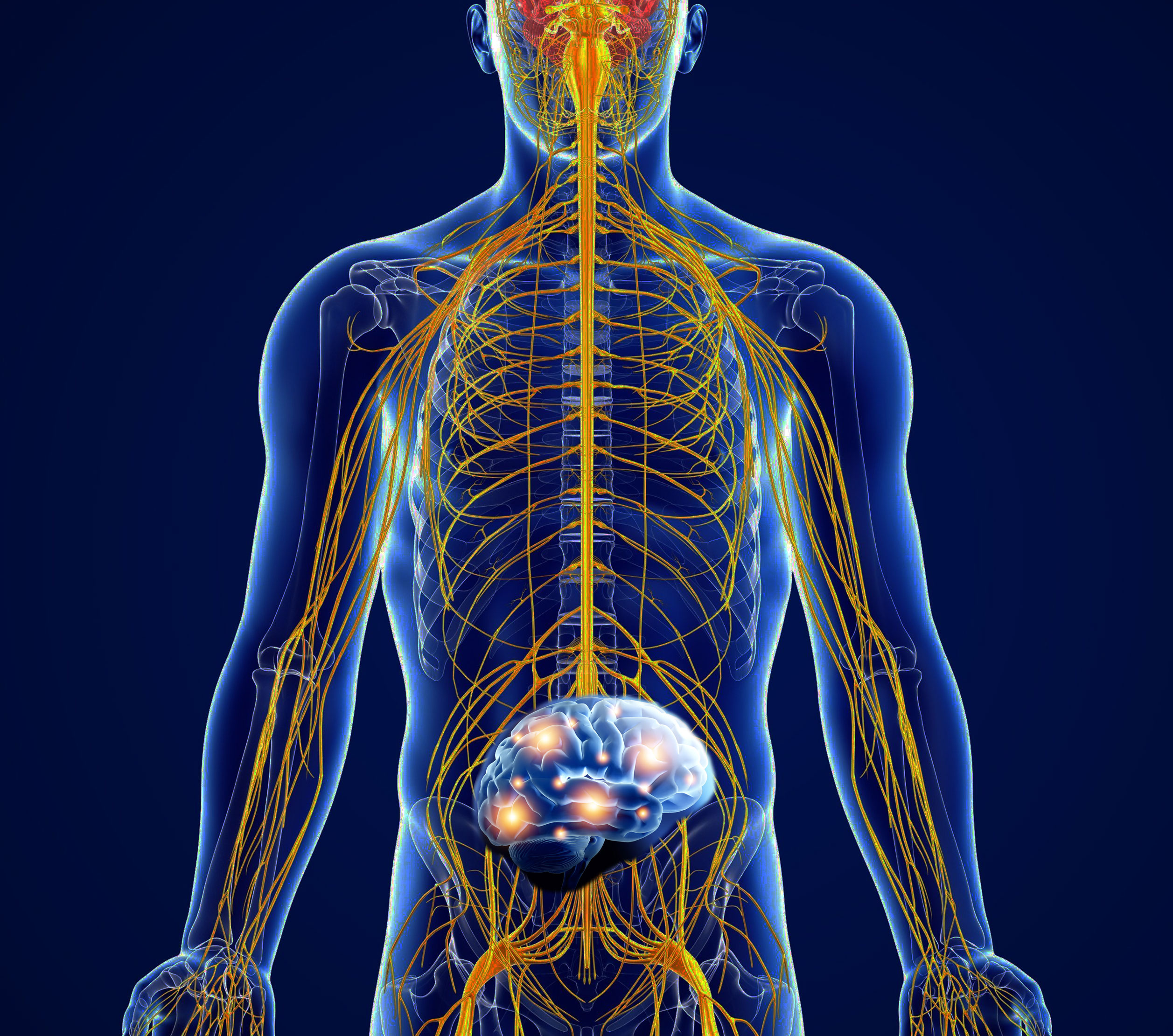 Gut-Brain-Connection